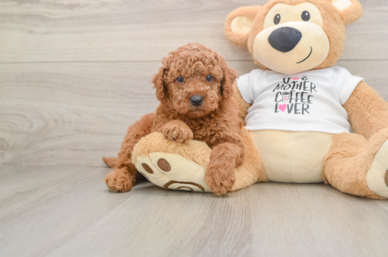 Playful Mini Groodle Poodle Mix Puppy