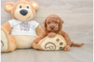 Energetic Golden Doodle Poodle Mix Puppy