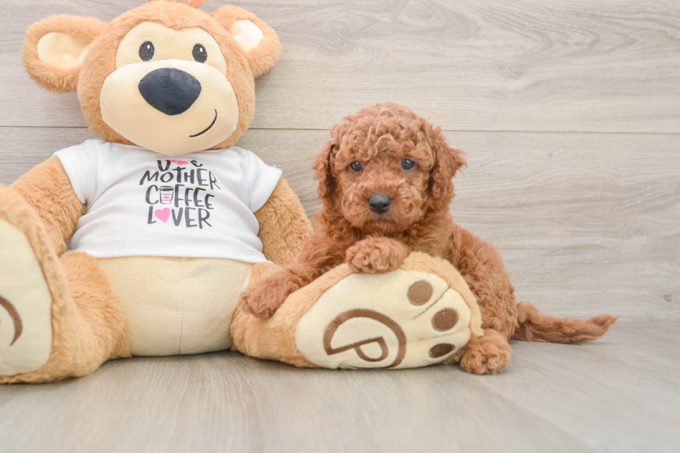 Energetic Golden Doodle Poodle Mix Puppy