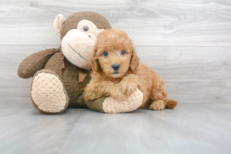 Meet Keanu - our Mini Goldendoodle Puppy Photo 1/3 - Puppy Love PR Best Mini Goldendoodle Baby