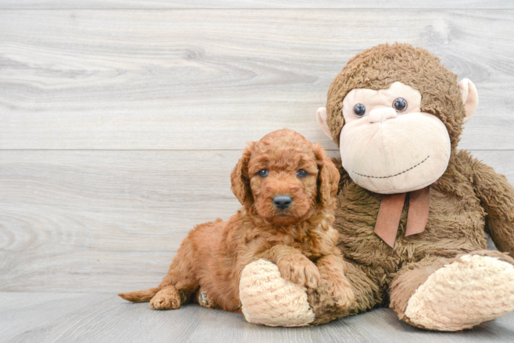 Meet Keebler - our Mini Goldendoodle Puppy Photo 1/3 - Puppy Love PR Mini Goldendoodle Puppy for Adoption