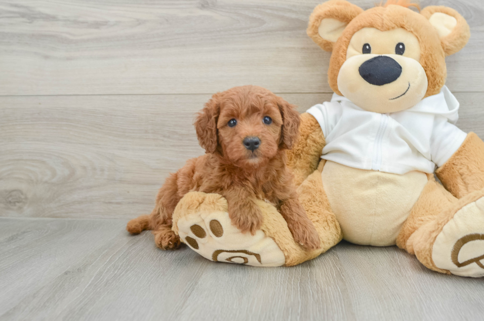 5 week old Mini Goldendoodle Puppy For Sale - Puppy Love PR