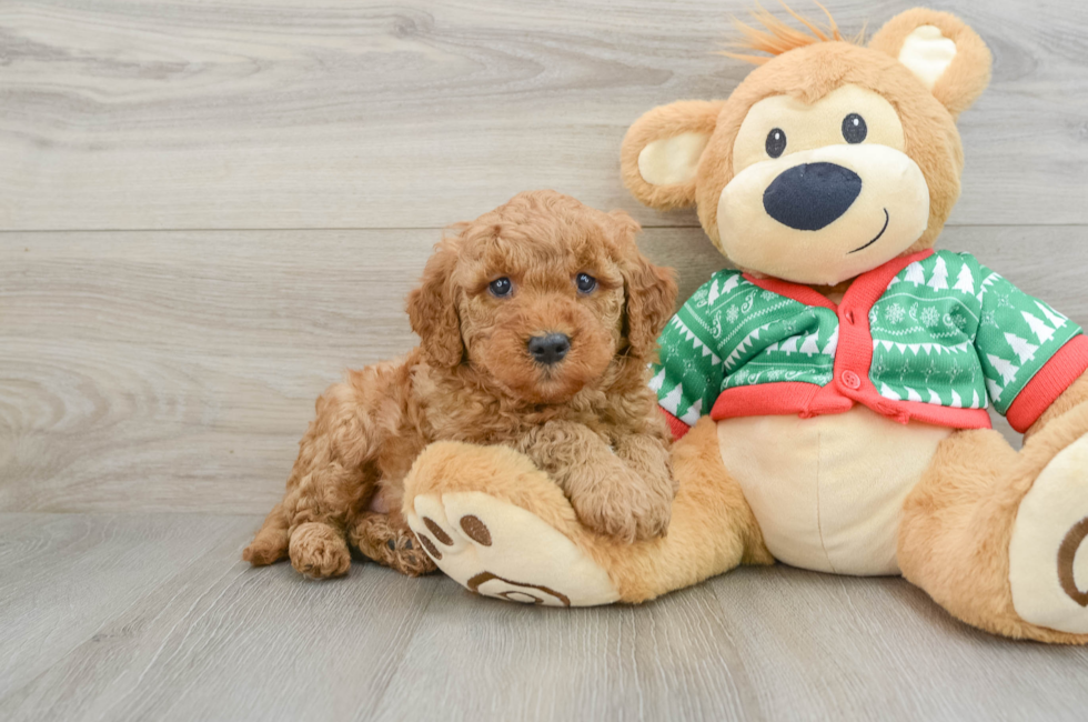 5 week old Mini Goldendoodle Puppy For Sale - Puppy Love PR