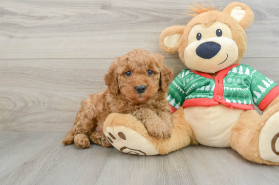 Mini Goldendoodle Puppy for Adoption