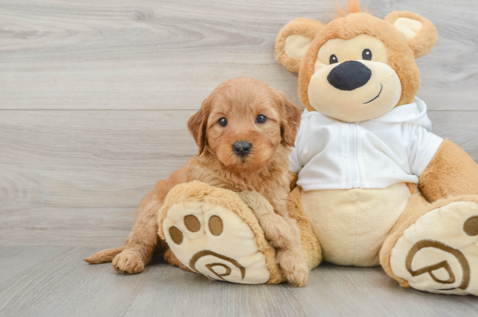 7 week old Mini Goldendoodle Puppy For Sale - Puppy Love PR