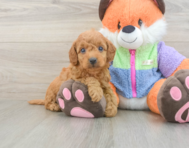 8 week old Mini Goldendoodle Puppy For Sale - Puppy Love PR