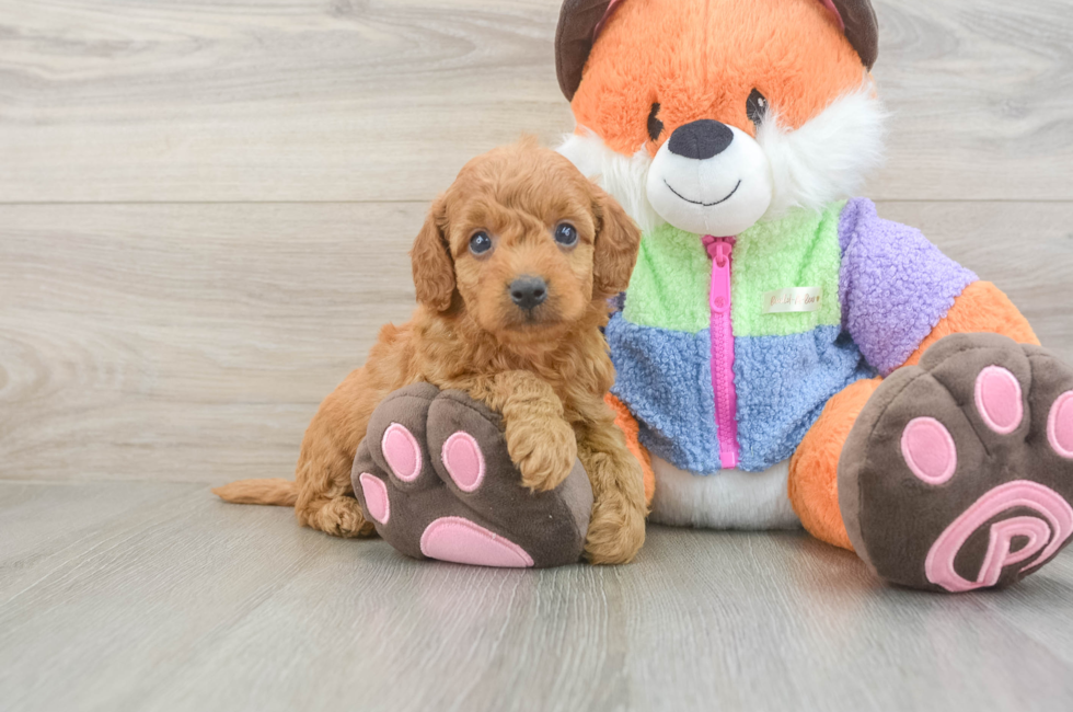 5 week old Mini Goldendoodle Puppy For Sale - Puppy Love PR