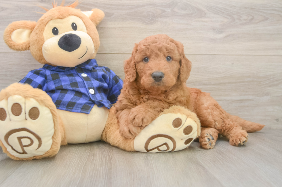 5 week old Mini Goldendoodle Puppy For Sale - Puppy Love PR
