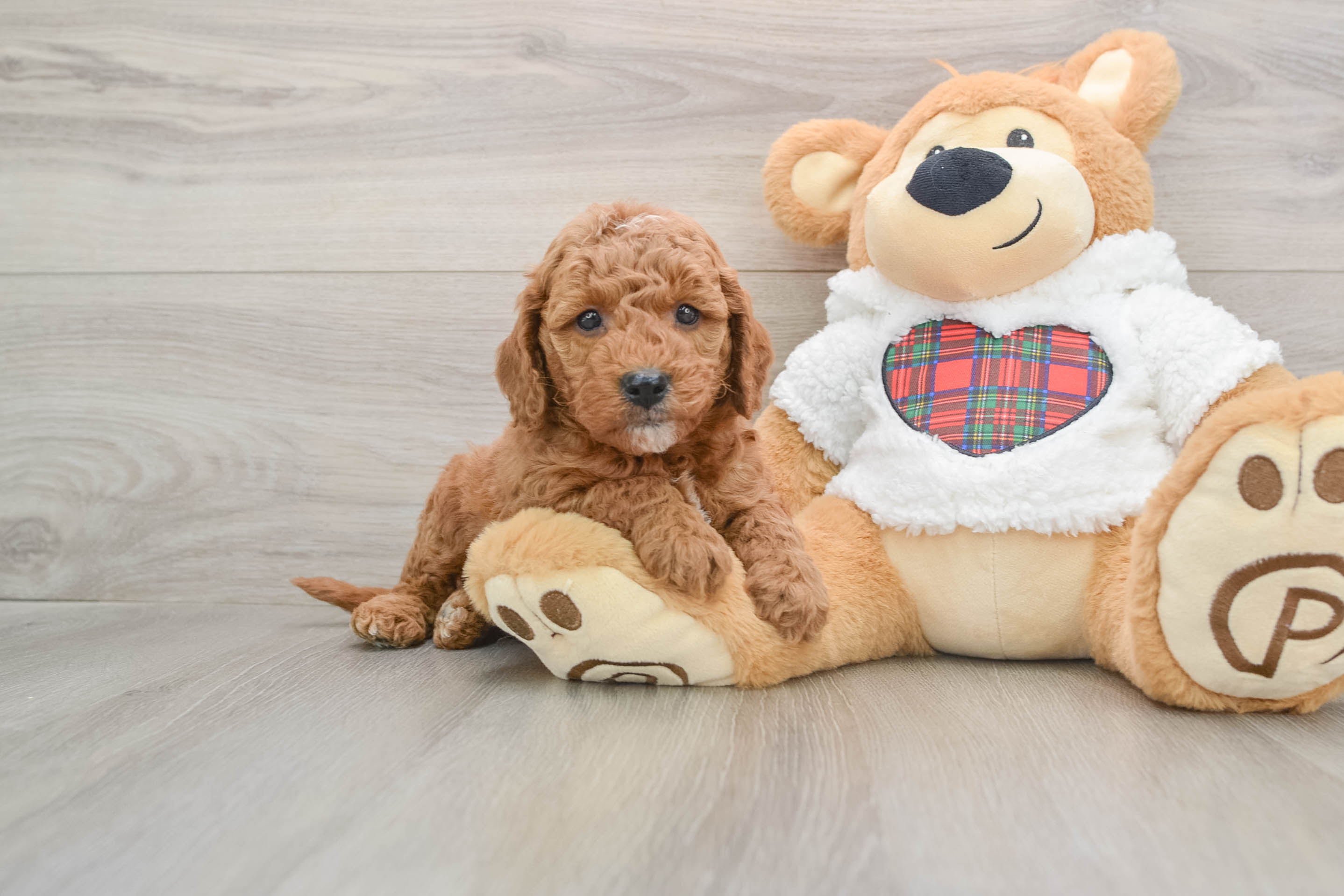 Petite Mini Goldendoodle Poodle Mix Pup