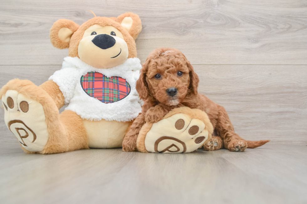 Mini Goldendoodle Puppy for Adoption