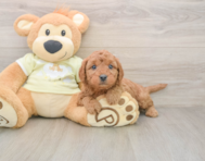 7 week old Mini Goldendoodle Puppy For Sale - Puppy Love PR