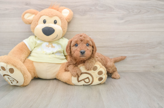 Adorable Golden Retriever Poodle Mix Poodle Mix Puppy