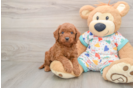 Best Mini Goldendoodle Baby