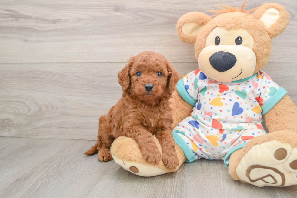 Best Mini Goldendoodle Baby