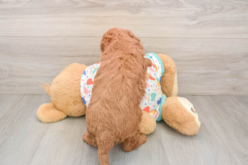 Friendly Mini Goldendoodle Baby