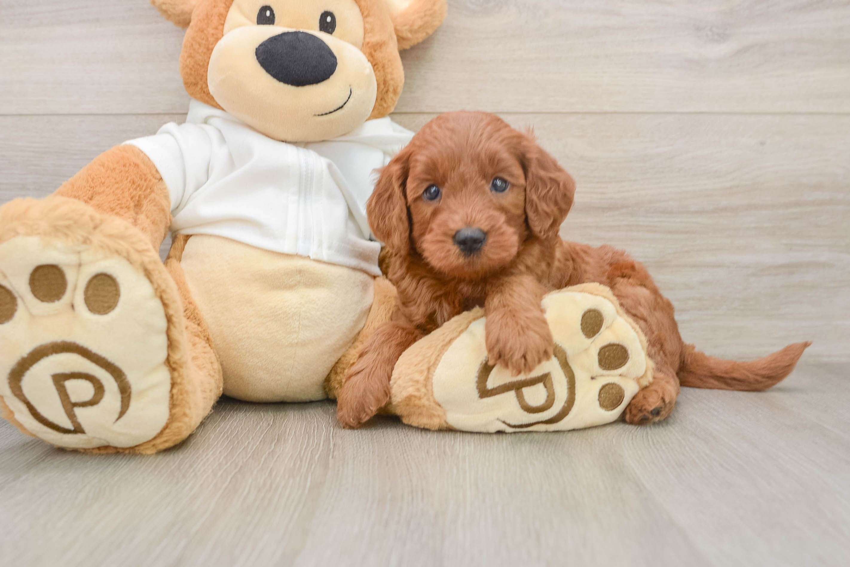 Friendly Mini Goldendoodle Baby