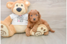 Energetic Golden Doodle Poodle Mix Puppy