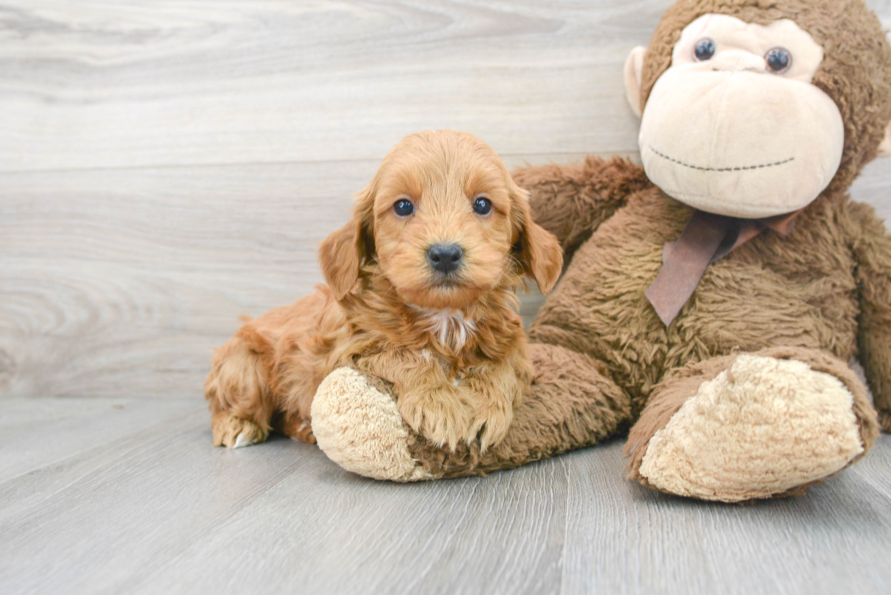 Mini Goldendoodle Pup Being Cute