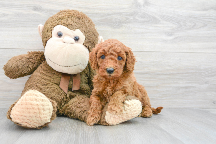 Meet Keegan - our Mini Goldendoodle Puppy Photo 1/3 - Puppy Love PR Popular Mini Goldendoodle Poodle Mix Pup