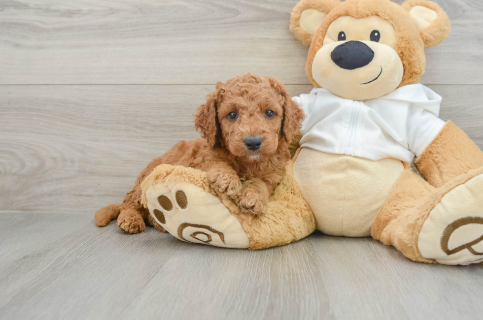 5 week old Mini Goldendoodle Puppy For Sale - Puppy Love PR