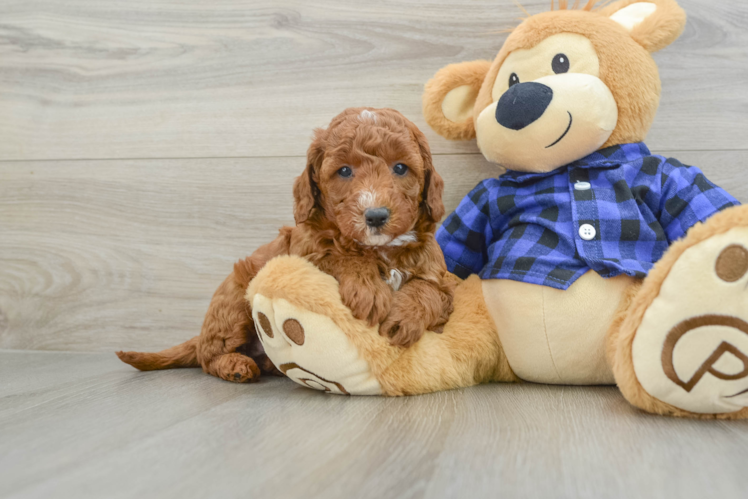 Meet Keegan - our Mini Goldendoodle Puppy Photo 1/3 - Puppy Love PR Adorable Golden Retriever Poodle Mix Poodle Mix Puppy