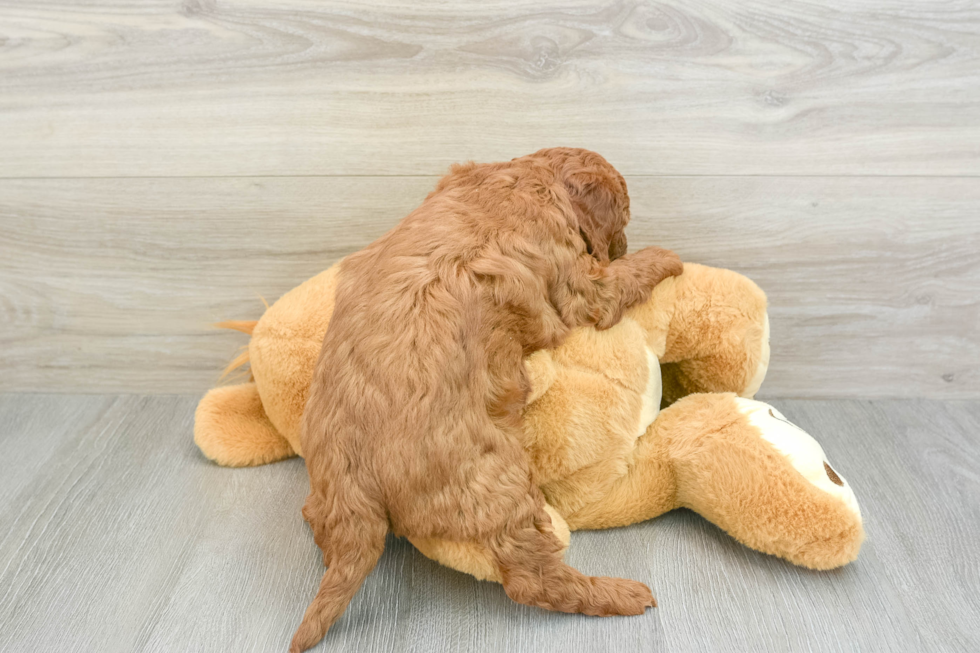 Sweet Mini Goldendoodle Baby