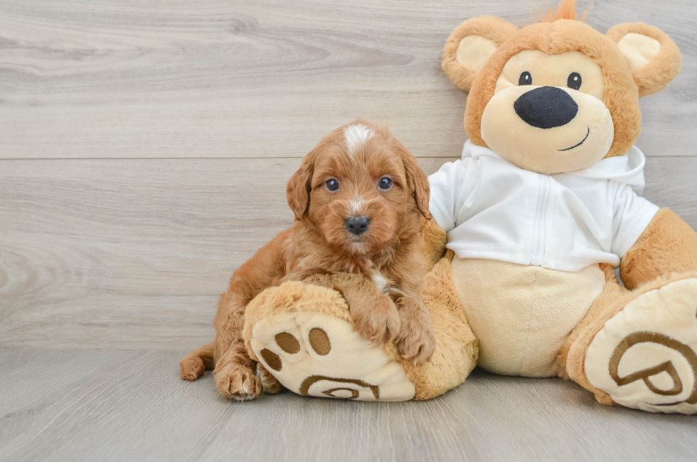 7 week old Mini Goldendoodle Puppy For Sale - Puppy Love PR