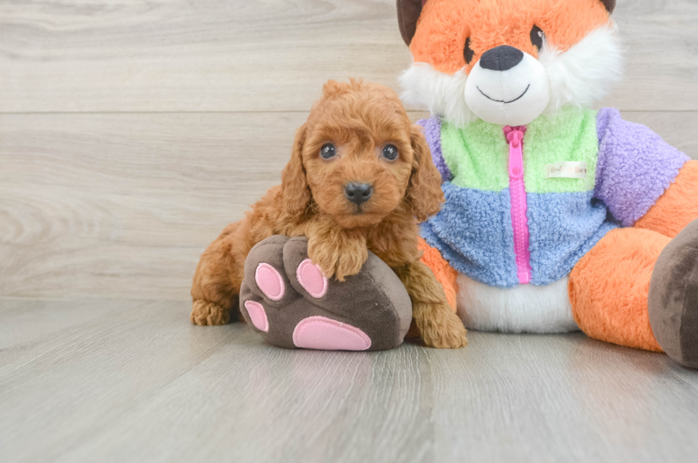 5 week old Mini Goldendoodle Puppy For Sale - Puppy Love PR