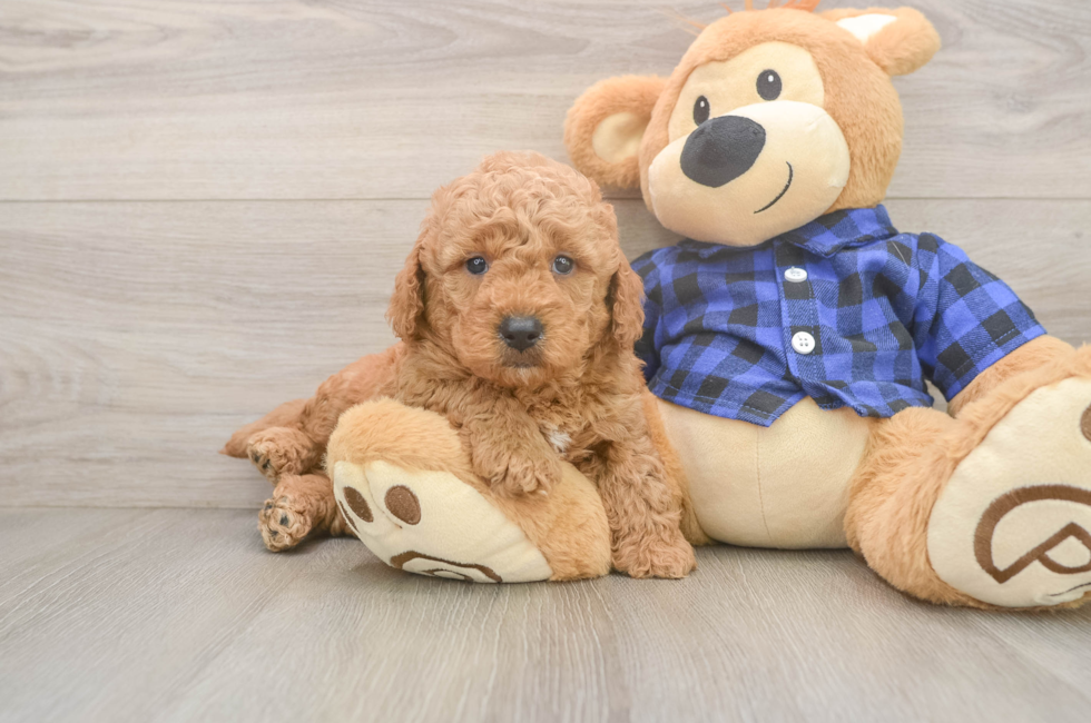 5 week old Mini Goldendoodle Puppy For Sale - Puppy Love PR