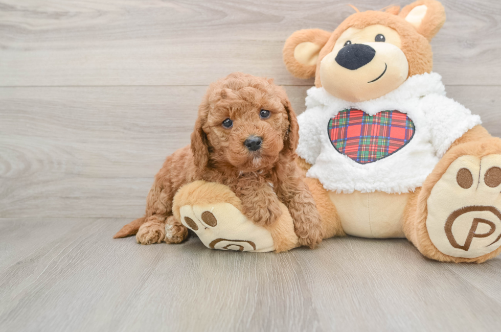 5 week old Mini Goldendoodle Puppy For Sale - Puppy Love PR