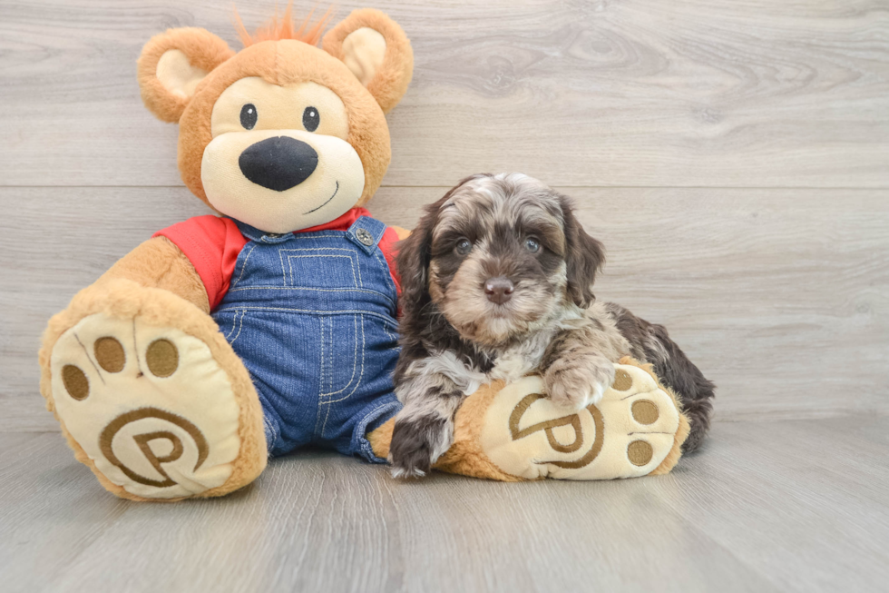 Funny Mini Goldendoodle Poodle Mix Pup