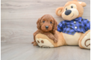 Friendly Mini Goldendoodle Baby