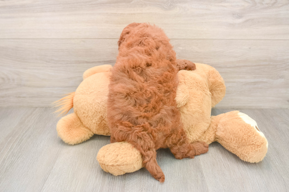 Petite Mini Goldendoodle Poodle Mix Pup