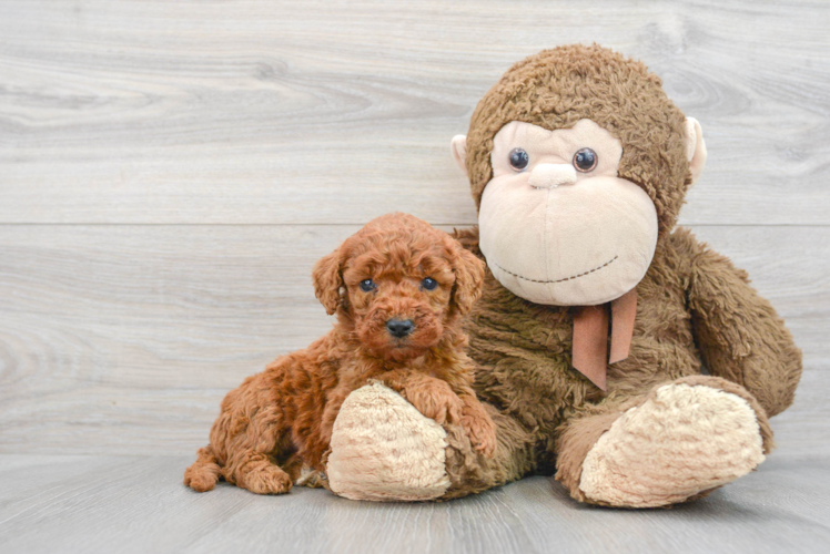 Meet Kendall - our Mini Goldendoodle Puppy Photo 1/3 - Puppy Love PR Small Mini Goldendoodle Baby