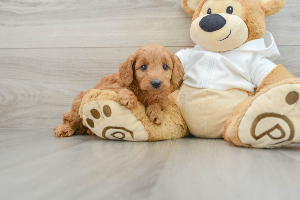 Best Mini Goldendoodle Baby