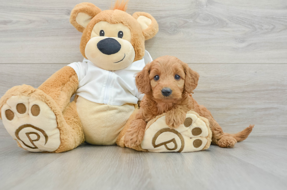 5 week old Mini Goldendoodle Puppy For Sale - Puppy Love PR