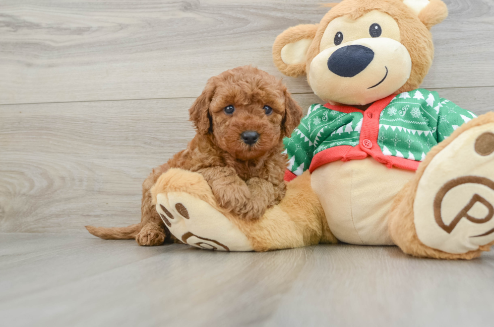 5 week old Mini Goldendoodle Puppy For Sale - Puppy Love PR