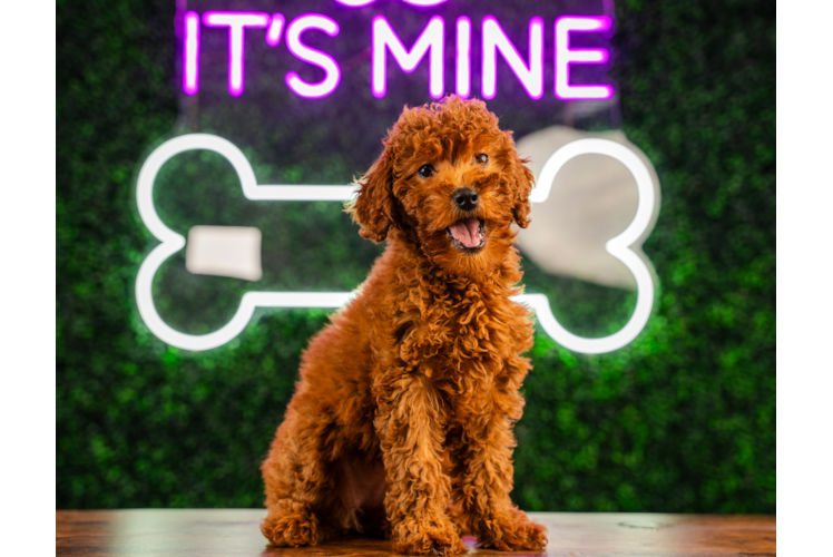 Meet Kendall - our Mini Goldendoodle Puppy Photo 1/4 - Puppy Love PR Mini Goldendoodle Pup Being Cute