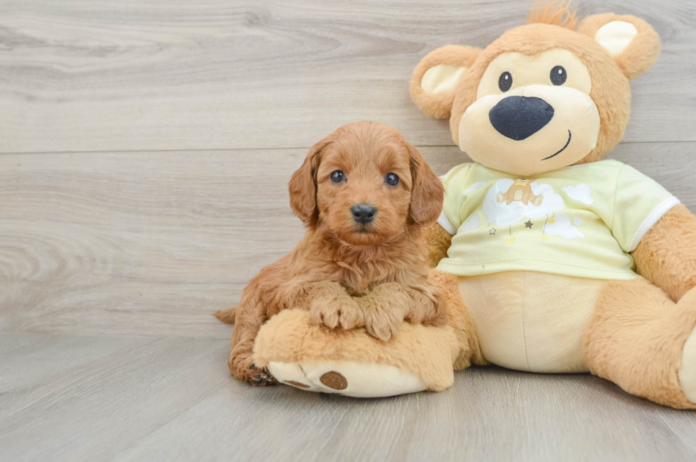 6 week old Mini Goldendoodle Puppy For Sale - Puppy Love PR