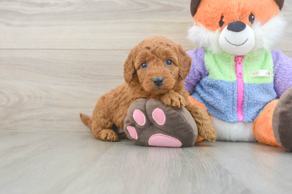 5 week old Mini Goldendoodle Puppy For Sale - Puppy Love PR