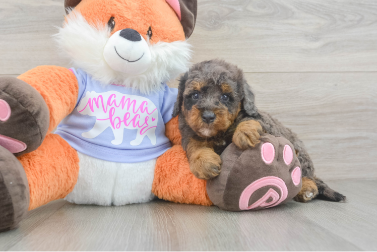 Mini Goldendoodle Puppy for Adoption