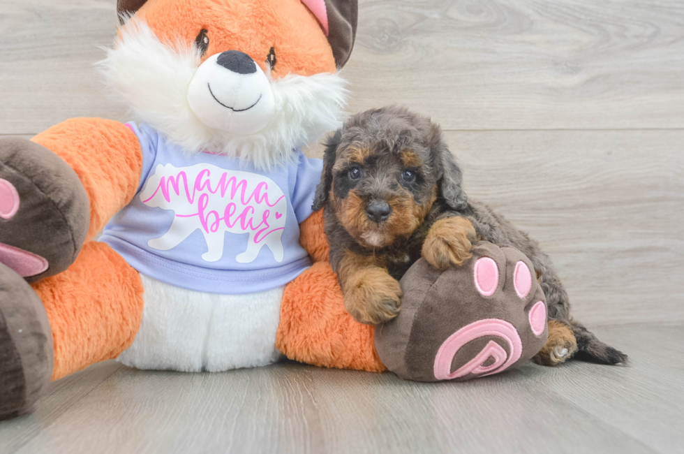 5 week old Mini Goldendoodle Puppy For Sale - Puppy Love PR