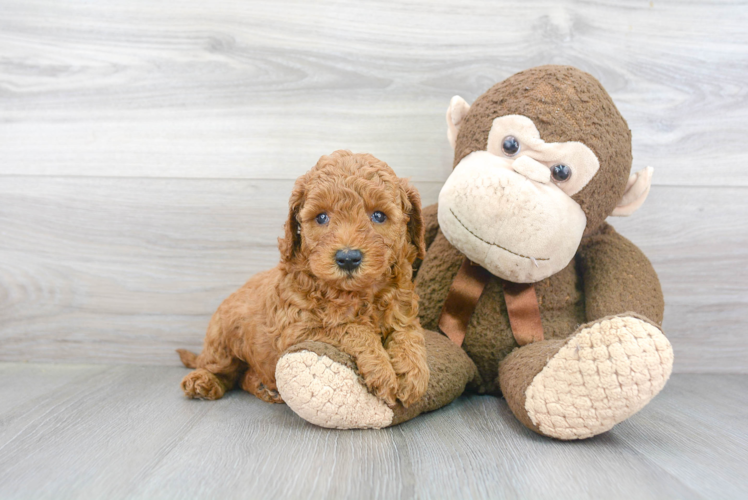 Cute Mini Goldendoodle Poodle Mix Pup