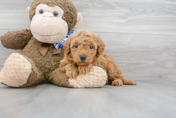 Mini Goldendoodle Puppy for Adoption