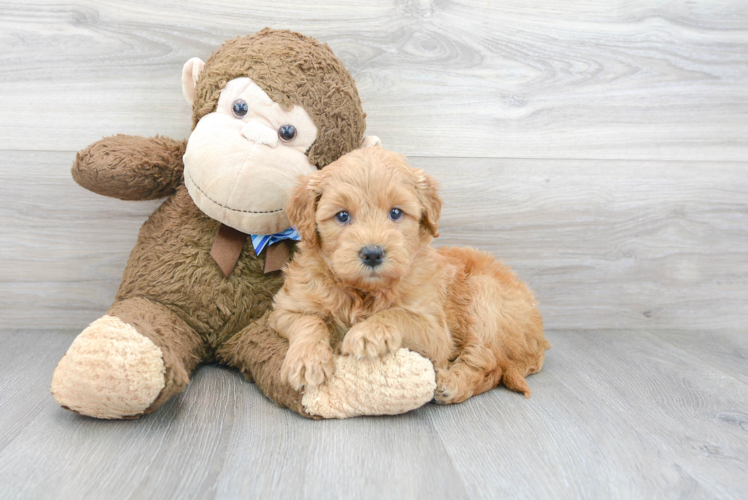 Cute Golden Retriever Poodle Mix Puppy