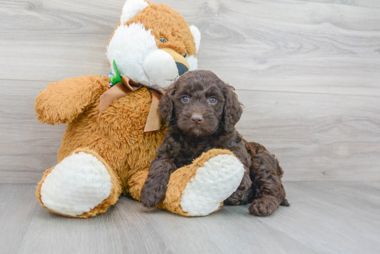 Meet Kendall - our Mini Goldendoodle Puppy Photo 1/3 - Puppy Love PR Best Mini Goldendoodle Baby