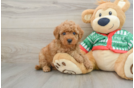 Petite Mini Goldendoodle Poodle Mix Pup