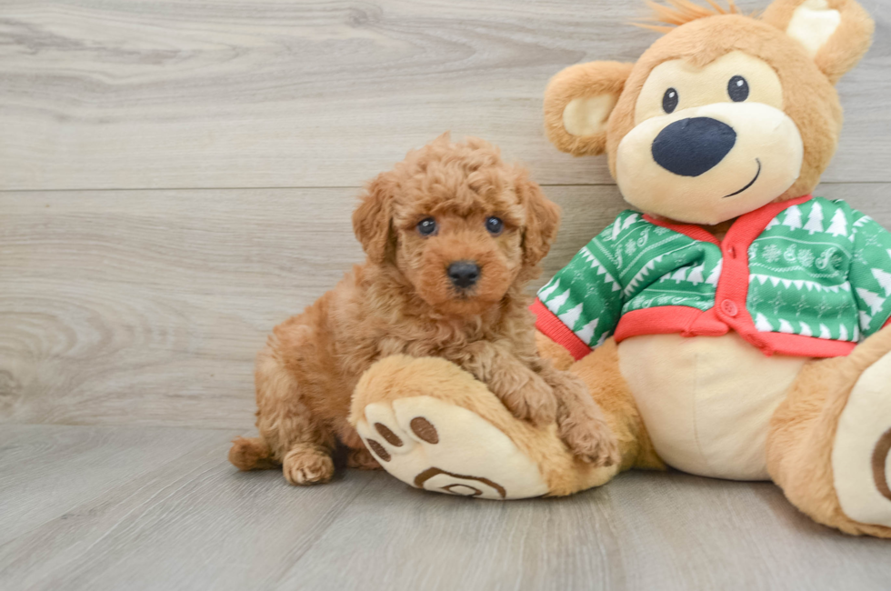 5 week old Mini Goldendoodle Puppy For Sale - Puppy Love PR