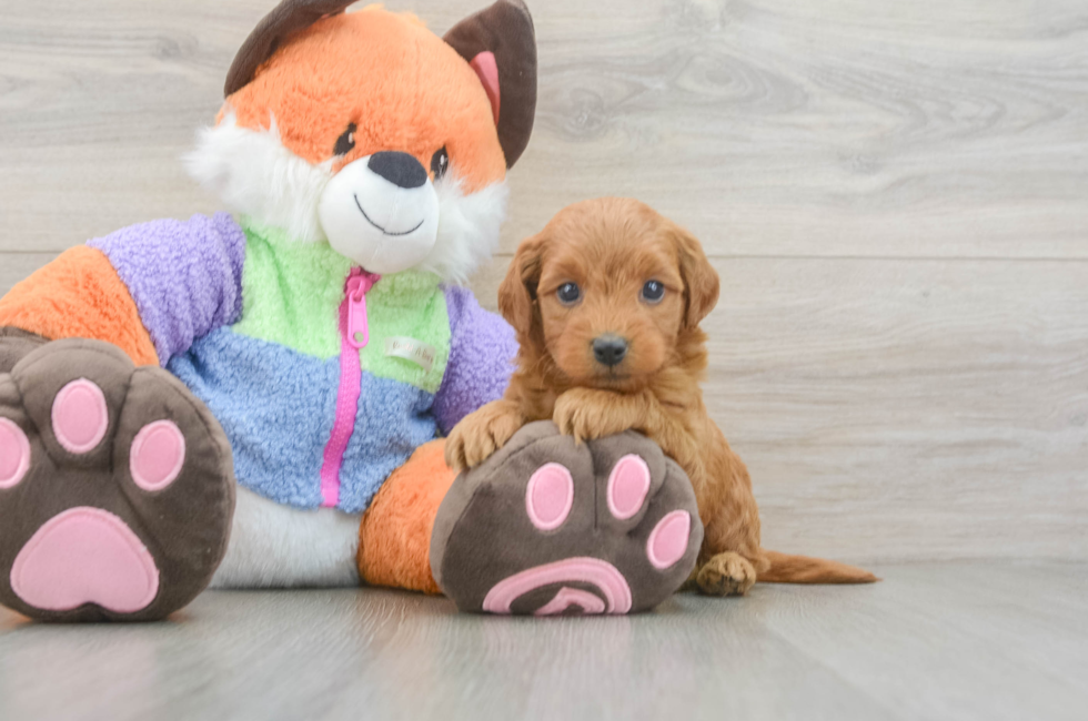 5 week old Mini Goldendoodle Puppy For Sale - Puppy Love PR