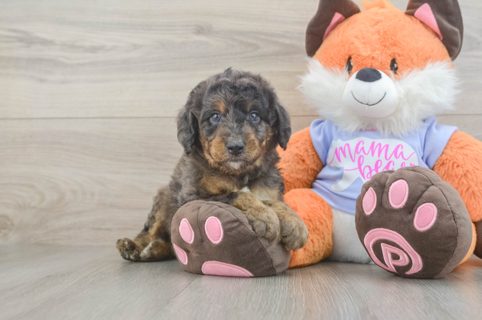 5 week old Mini Goldendoodle Puppy For Sale - Puppy Love PR